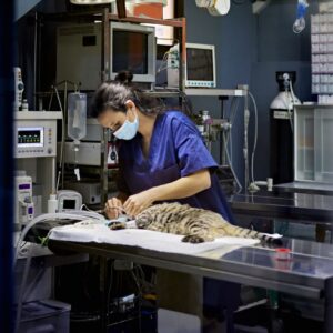 Curso de Anestesia y Analgesia Veterinaria