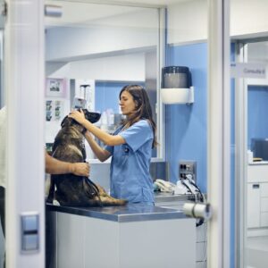 Curso de Diagnóstico por Imagen en Pequeños Animales