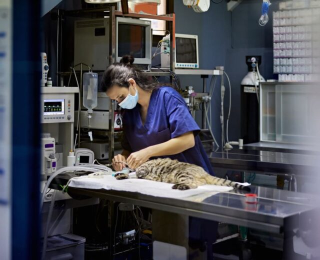 Curso de Anestesia y Analgesia Veterinaria