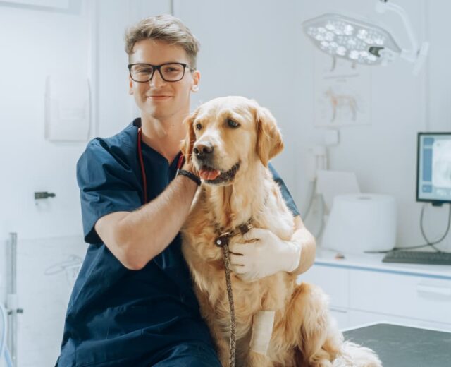 Curso de Urgencias y Cuidados Críticos en Pequeños Animales